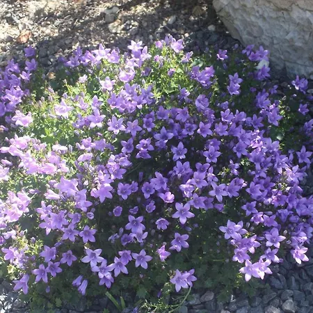 Couette-café Le Domaine De Bella