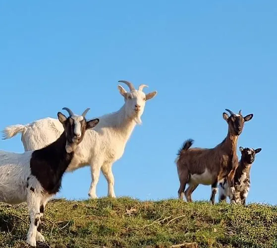 Bed and breakfast Le Domaine De Bella 3*