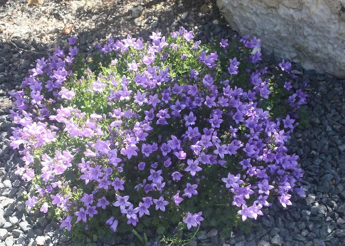 Bed and breakfast Le Domaine De Bella